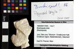 Foto (Objket + Etiketten) von Brachiopoda indet. 